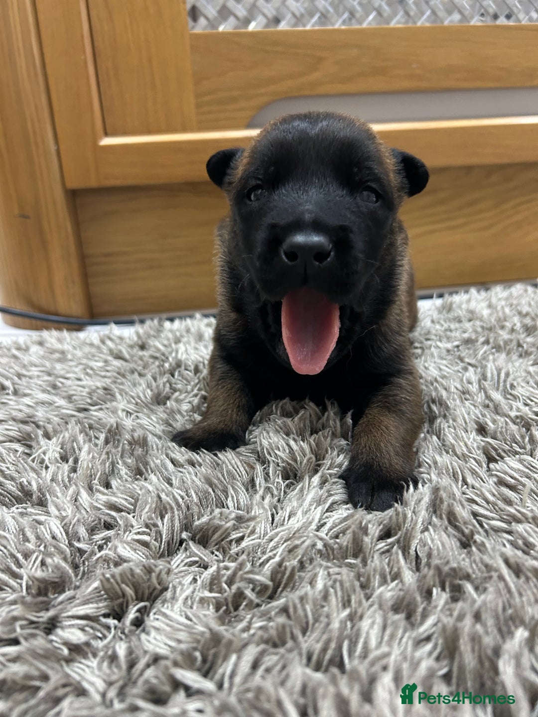 Belgian Shepherd Dog dogs for sale: Belgian Malinois puppies  - Image 16