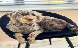 Mixed Breed dogs for sale: Goldendoodle/Australian double doodles  - Image 4
