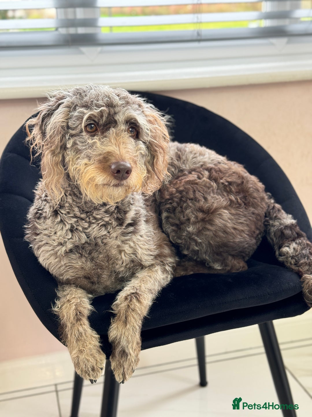 Mixed Breed dogs for sale: Goldendoodle/Australian double doodles  - Image 4