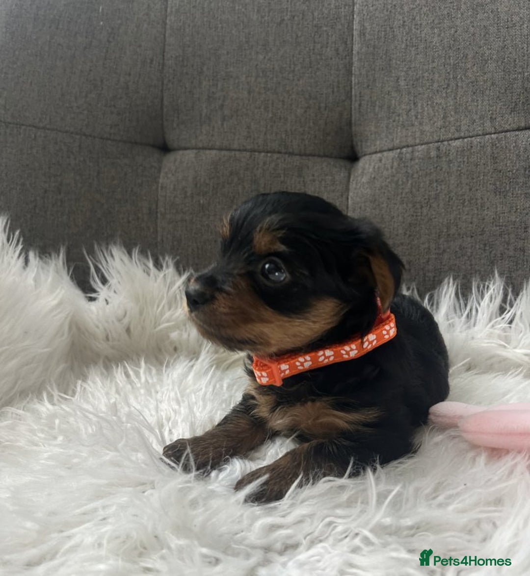 Yorkshire Terrier dogs for sale: Yorkshire Terrier puppies - Image 6