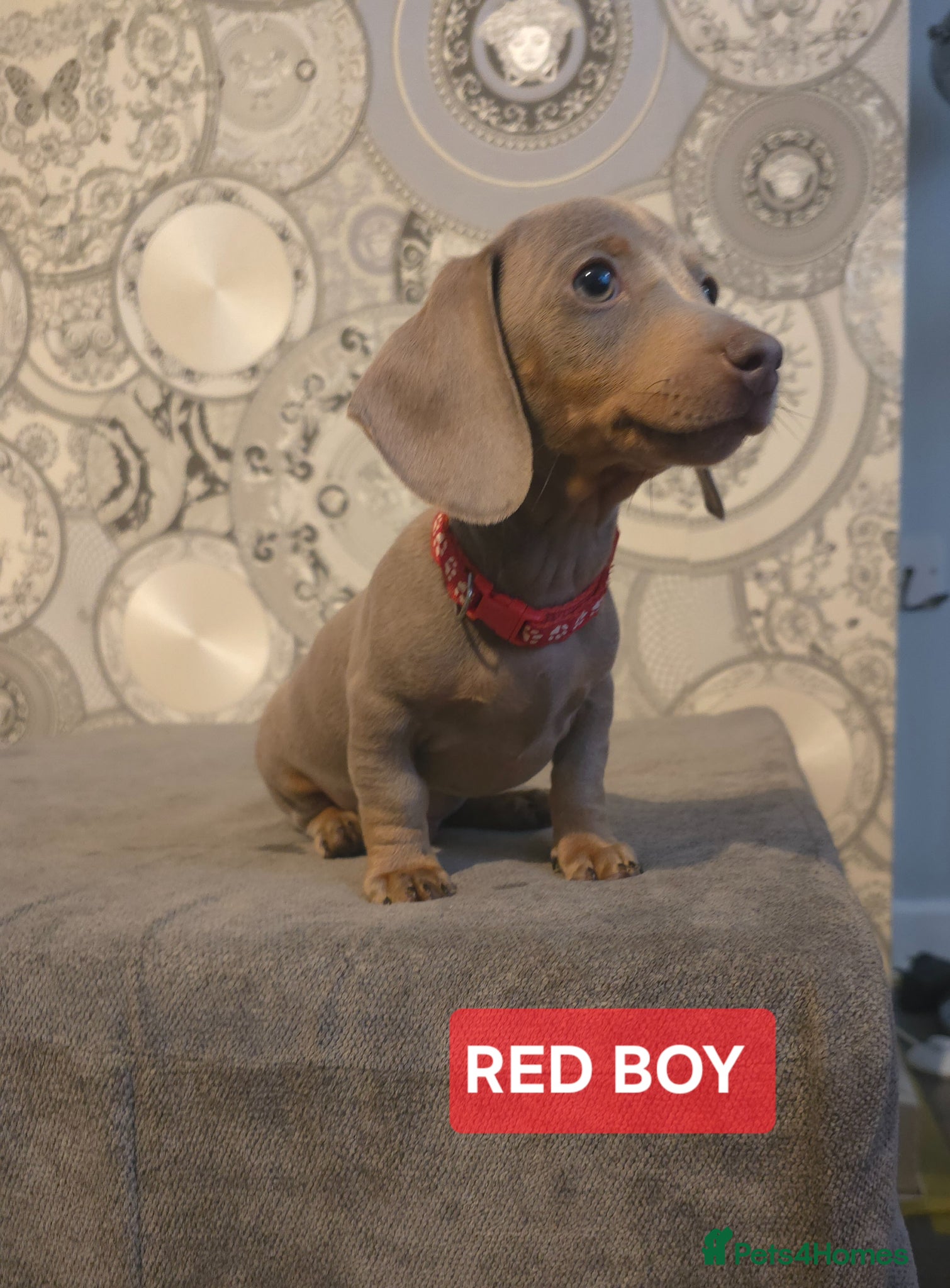 Miniature Dachshund dogs for sale: (LAST 2 PRICE REDUCED £900!) KC Reg Mini Dachshund - Advert 1