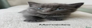 British Shorthair 4 Mercedes 