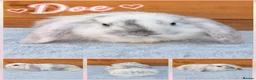 French Lop rabbits for sale: Beautiful French Lop Babies - Advert 5