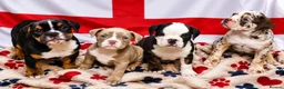 English Bulldog dogs for sale: New English bulldog puppies - Advert 2