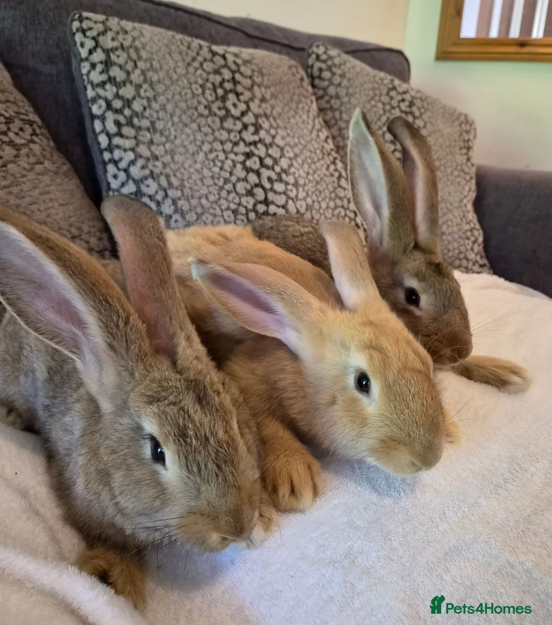 Continental Giant rabbits for sale: Continental giant rabbits (males) in Saltash - Advert 11