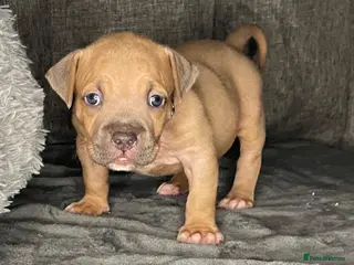 American Bully dogs Exquisite pocket bullys looking for forever homes - Advert 1