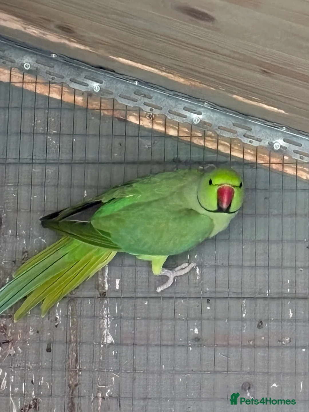 Ringnecks birds for sale: pair of ringnecks - Advert 3