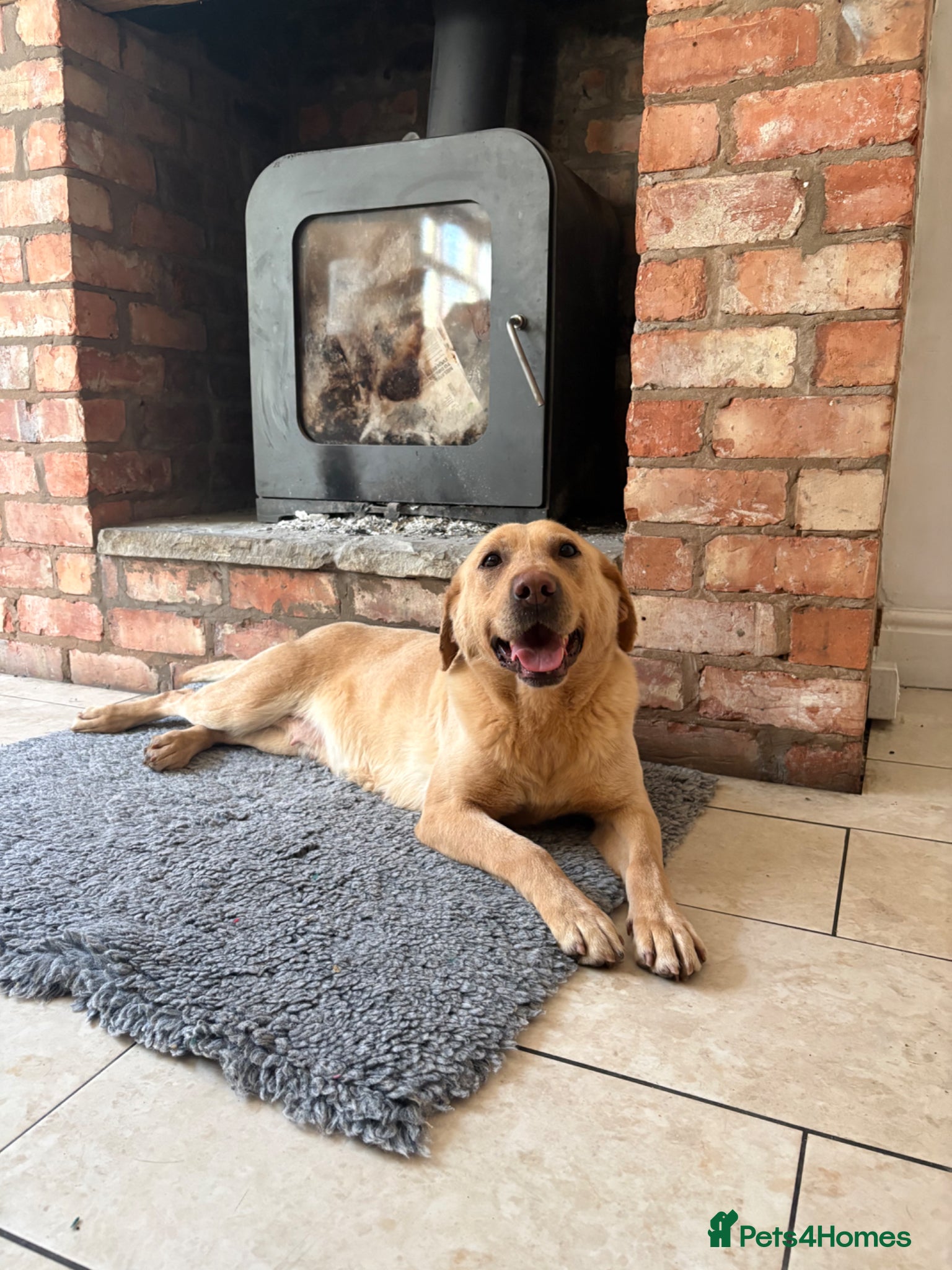 Labrador Retriever dogs for sale: Well Mannered Female Labrador Age 5 - Advert 1