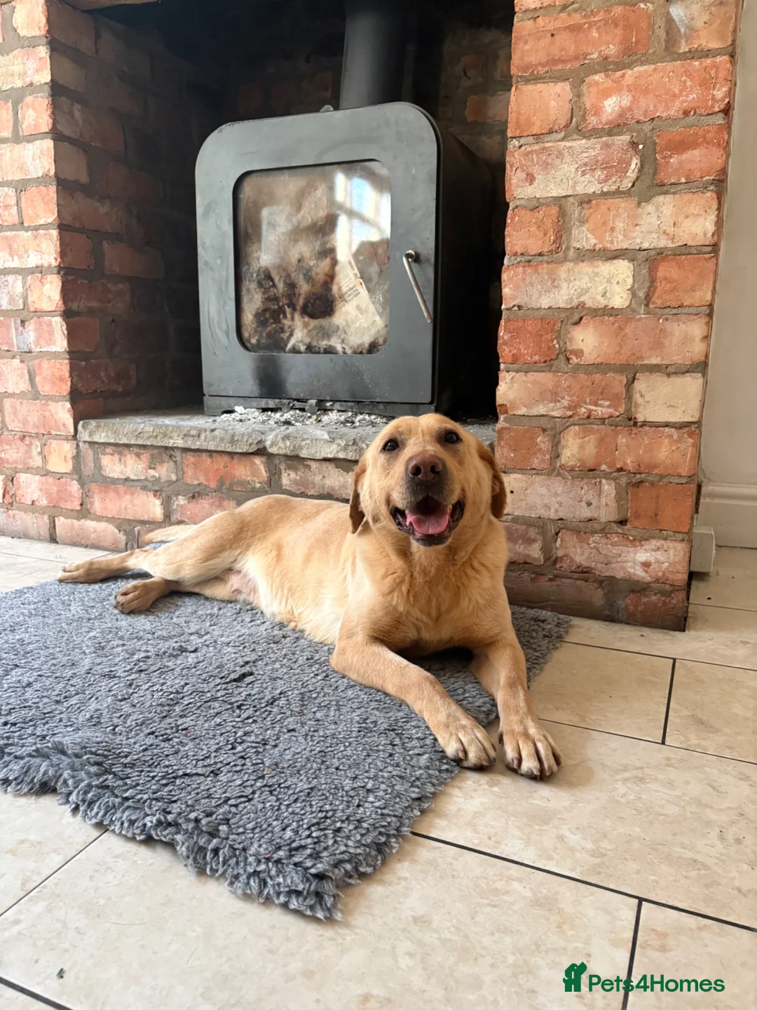 Labrador Retriever dogs for sale: Well Mannered Female Labrador Age 5 - Advert 1