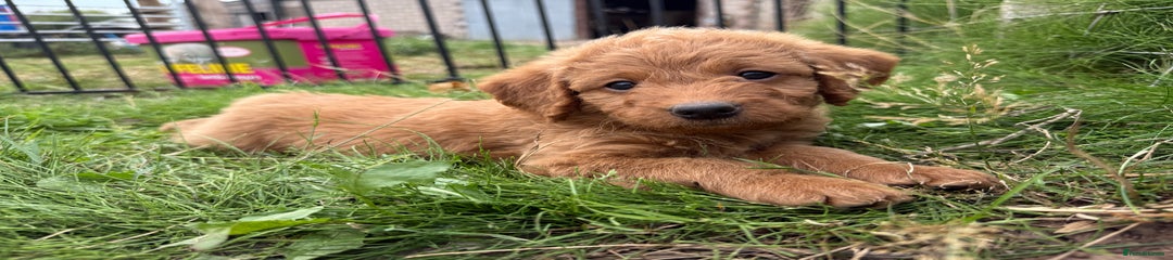 Labradoodle Puppy 1