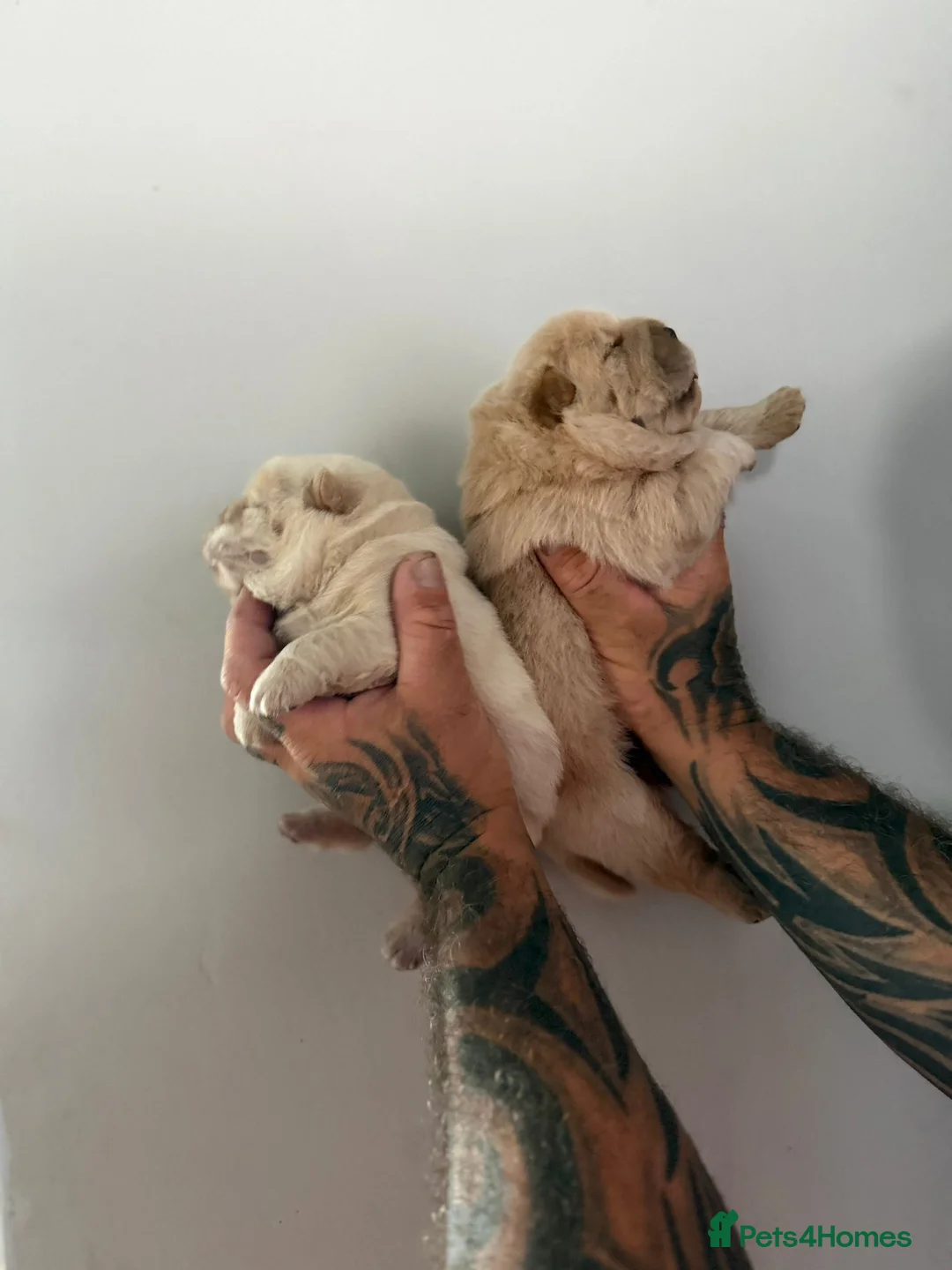 Chow Chow dogs for sale: Platinum chow chow  - Advert 17