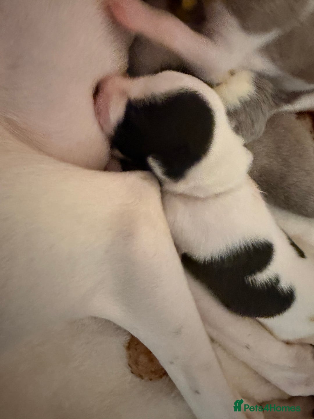 Whippet dogs for sale: Whippets  - Advert 36