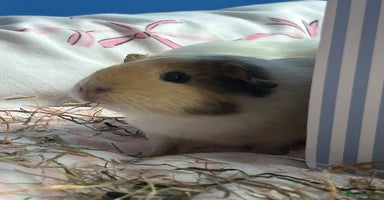 Guinea Pig rodents - Advert 11