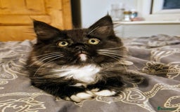 Ragdoll cats for sale: 6 CROSS RAGDOLL KITTENS WAITING FOR A LOVING HOME - Image 27
