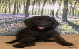 Mixed Breed dogs for sale: Ready now for their 5* homes - Image 13