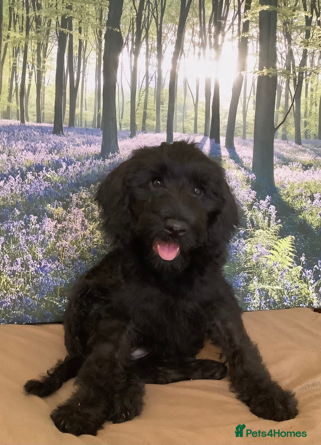 Mixed Breed dogs for sale: Ready now for their 5* homes - Image 13
