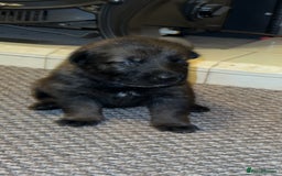 German Shepherd dogs for sale: 7 stunning kc reg working German shepherd pups - Image 10
