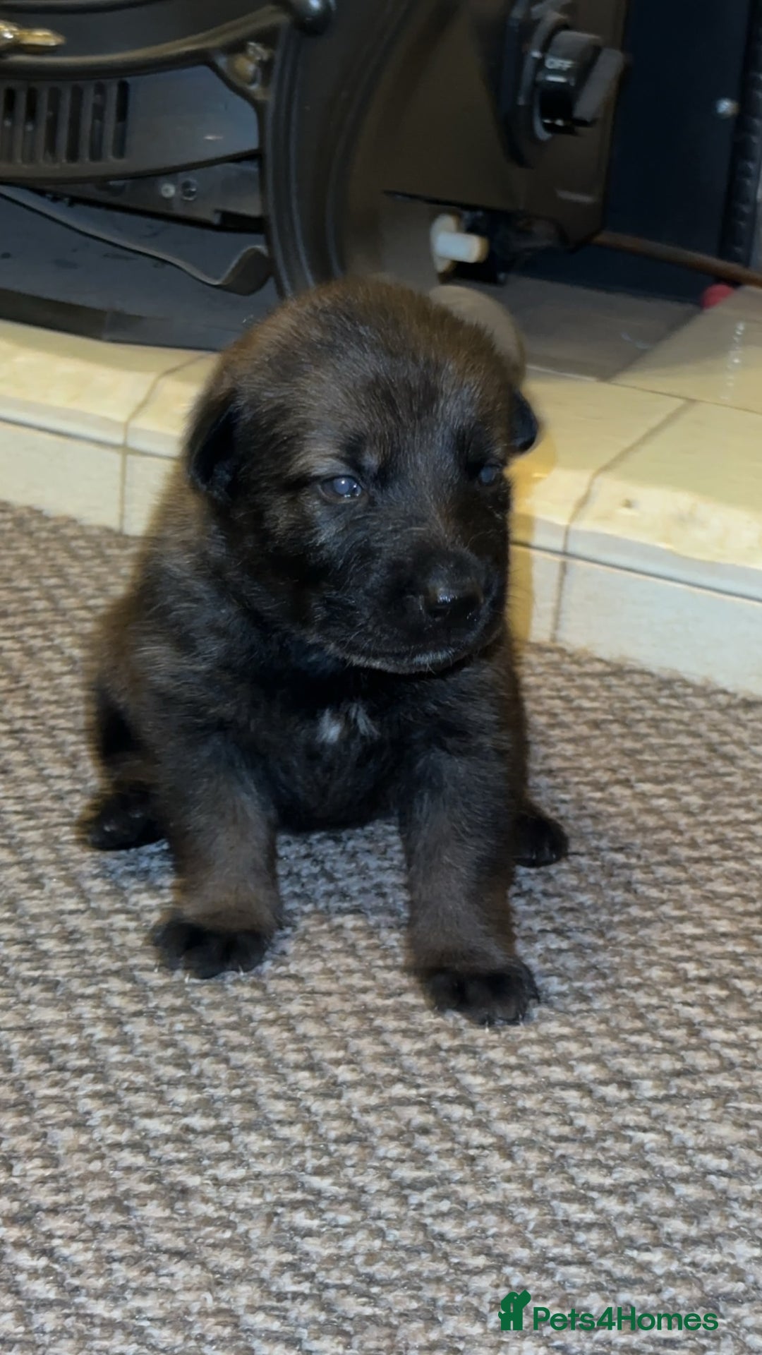 German Shepherd dogs for sale: 7 stunning kc reg working German shepherd pups - Image 10