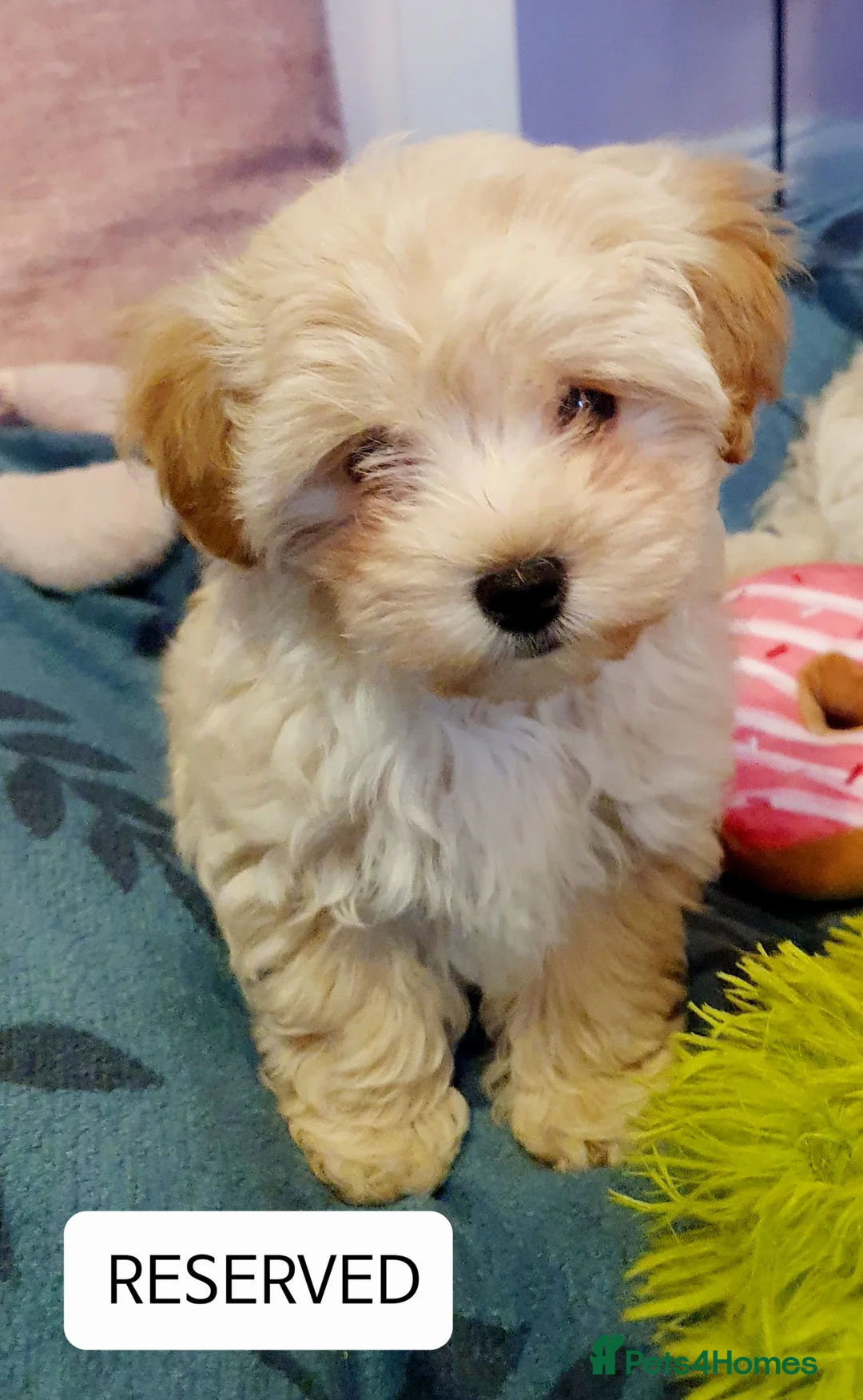 Maltipoo dogs for sale: ❤️MALTIPOO PUPPIES❤️ONLY GIRL LEFT❤️ - Advert 11