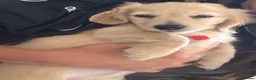 Miniature Dachshund dogs for sale: Kennel club registered English cream puppies - Advert 7