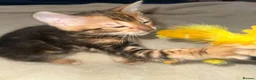 Bengal cats for sale: Bengal kittens - Advert 16