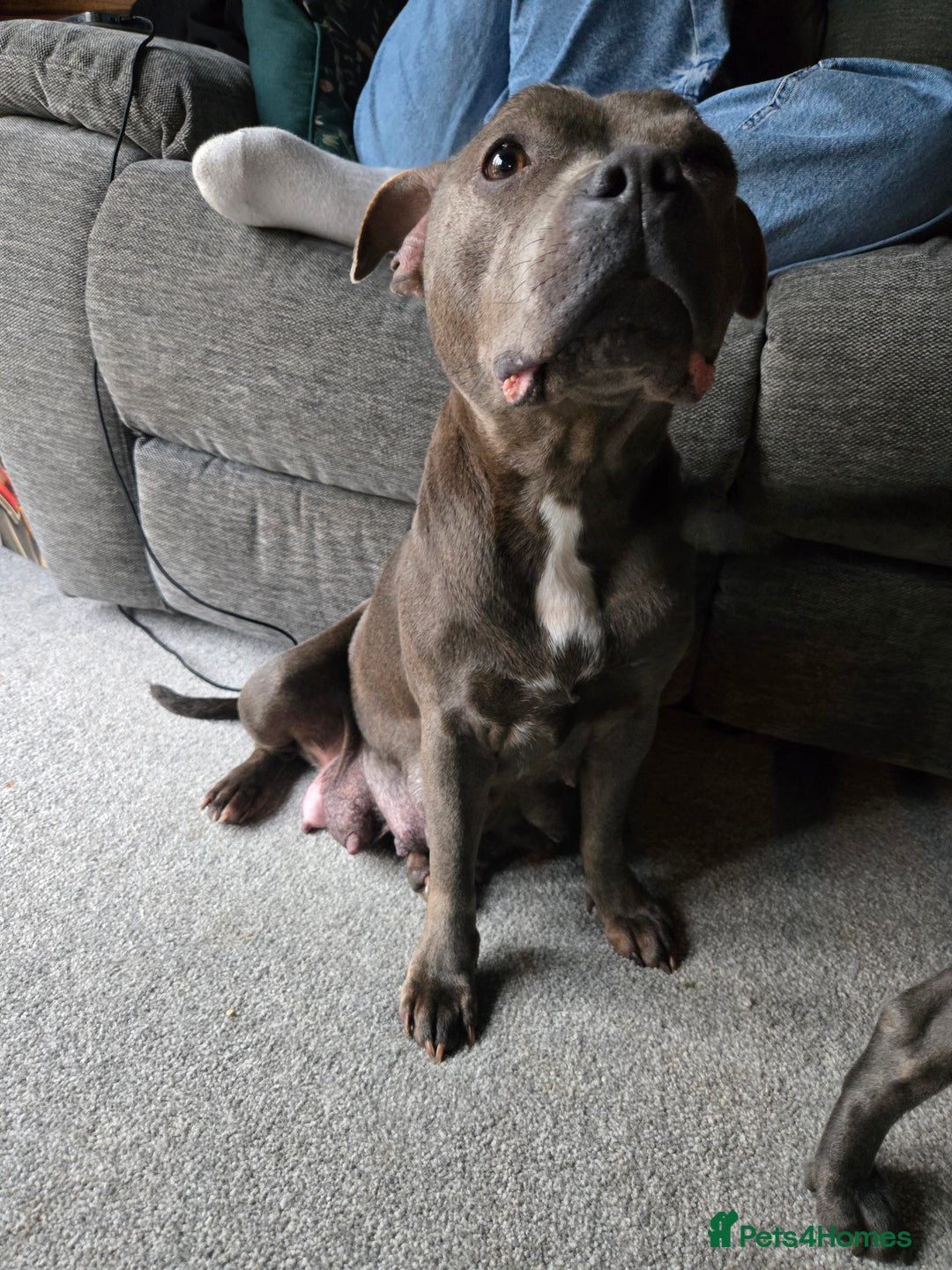 Staffordshire Bull Terrier dogs for sale: Blue Staffy Puppies 🐶 - Advert 20