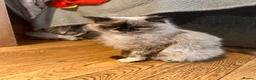 Ragdoll cats for sale: Cherubim Ragdoll - Advert 7