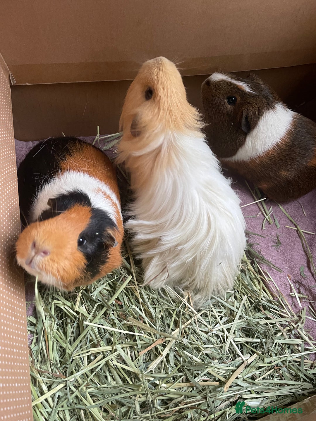 Guinea Pig rodents for sale: Guinea pig family - Advert 6