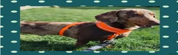Miniature Dachshund dogs for sale: Beautiful Miniature Dachshund Puppies in Bath - Advert 4