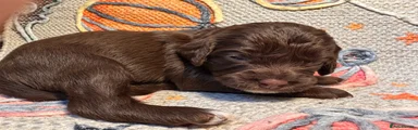💛 Yellow Collar – Chocolate Girl