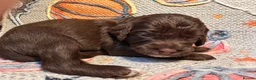 Cavapoo dogs for sale: Beautiful 🧬 health tested Cavapoos  - Advert 25