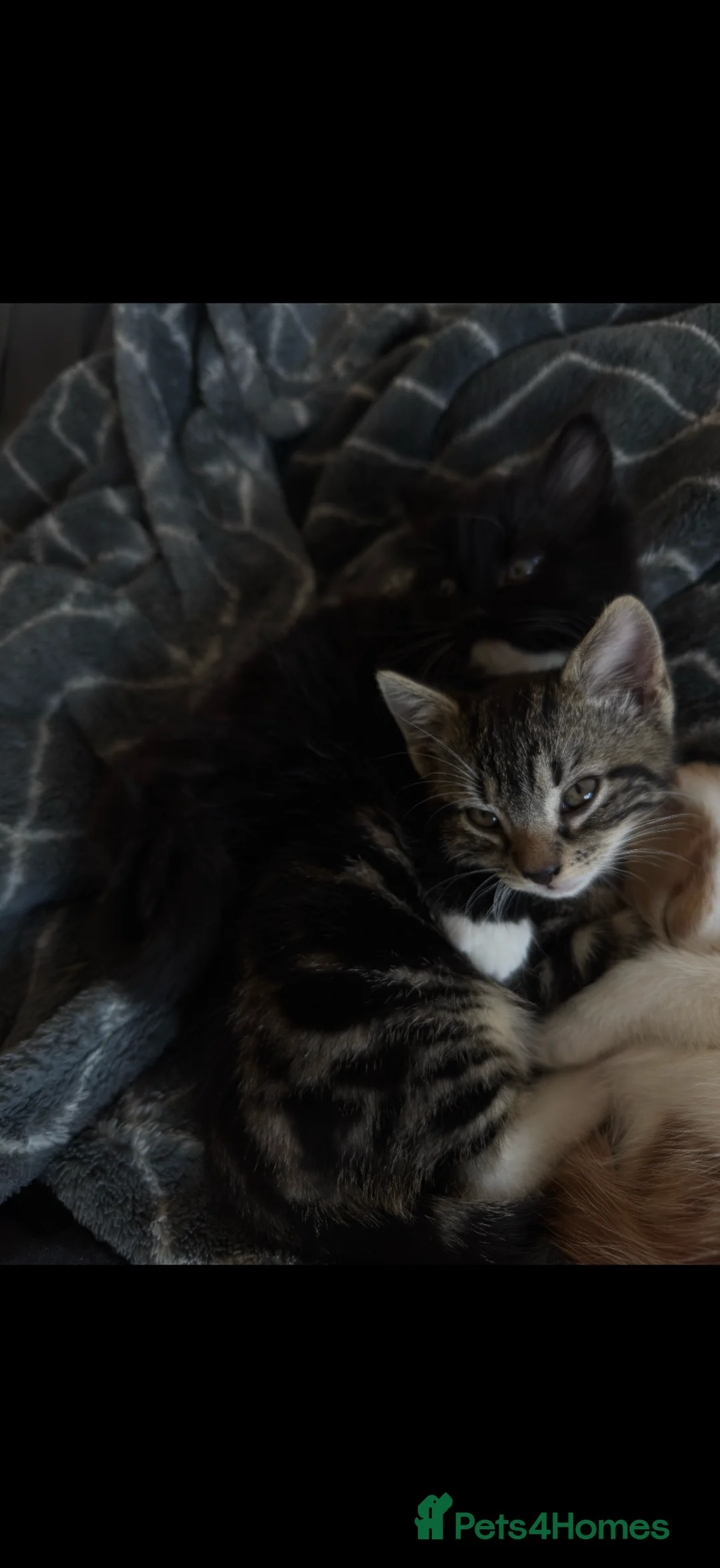 Domestic Shorthair cats for sale: Free kitten in Hayes - Advert 2