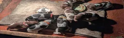 German Shorthaired Pointer dogs for sale: German Shorthaired Pointer puppies - Advert 5