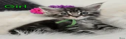Maine Coon cats for sale: 6 TICA registered Maine Coon kittens. - Advert 18