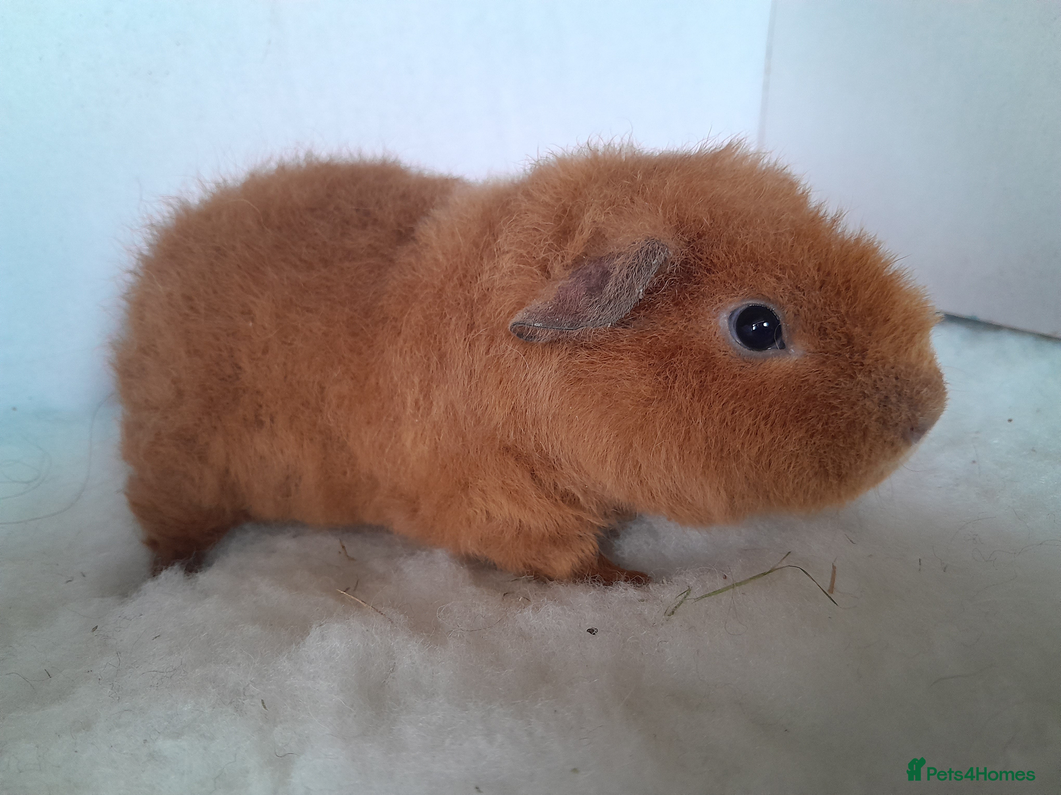 Guinea Pig rodents Teddy Guinea Pig Boars - Advert 2