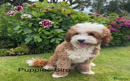 Australian Labradoodle dogs for sale: Australian Labradoodle Pups  - Image 18