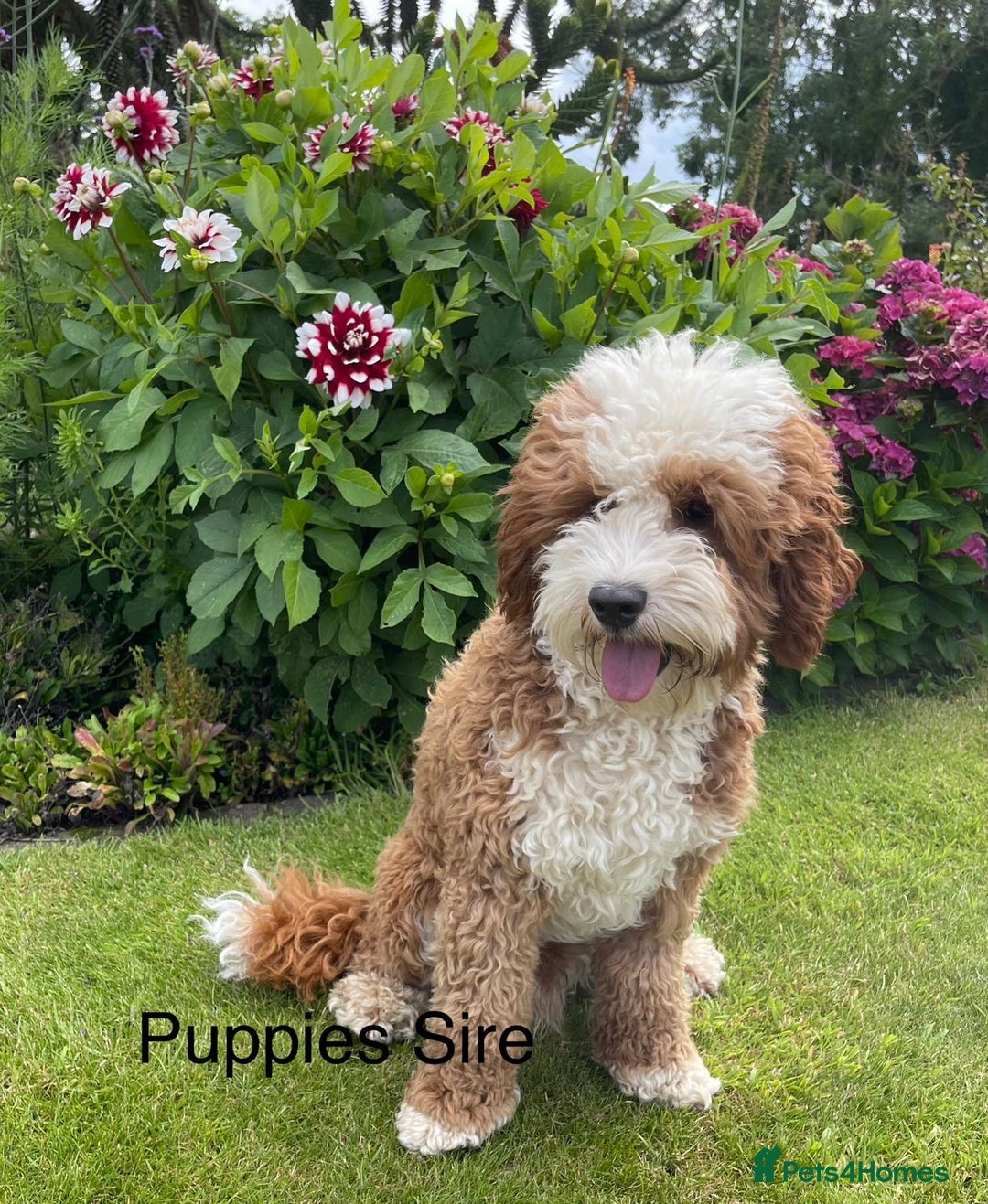 Australian Labradoodle dogs for sale: Australian Labradoodle Pups  - Image 18