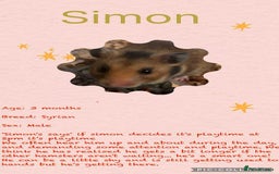 Hamster rodents for sale: Hamsters for adoption  - Image 10