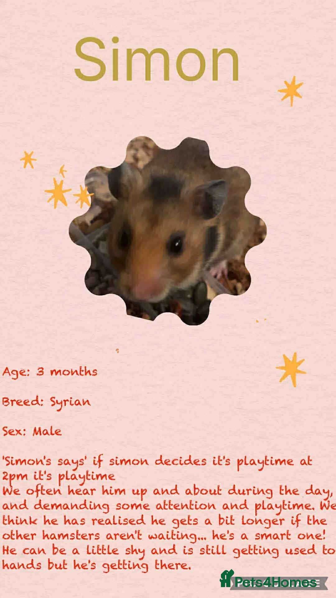 Hamster rodents for sale: Hamsters for adoption  - Image 10