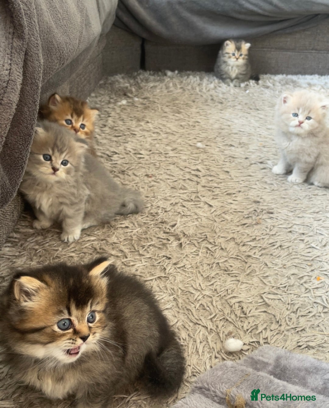 British Longhair cats for sale: British long hair x Persian kittens - Image 1