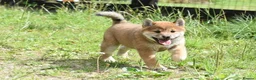 Japanese Shiba Inu dogs for sale: Exceptional Japanese Shiba Inu Puppies - Advert 23