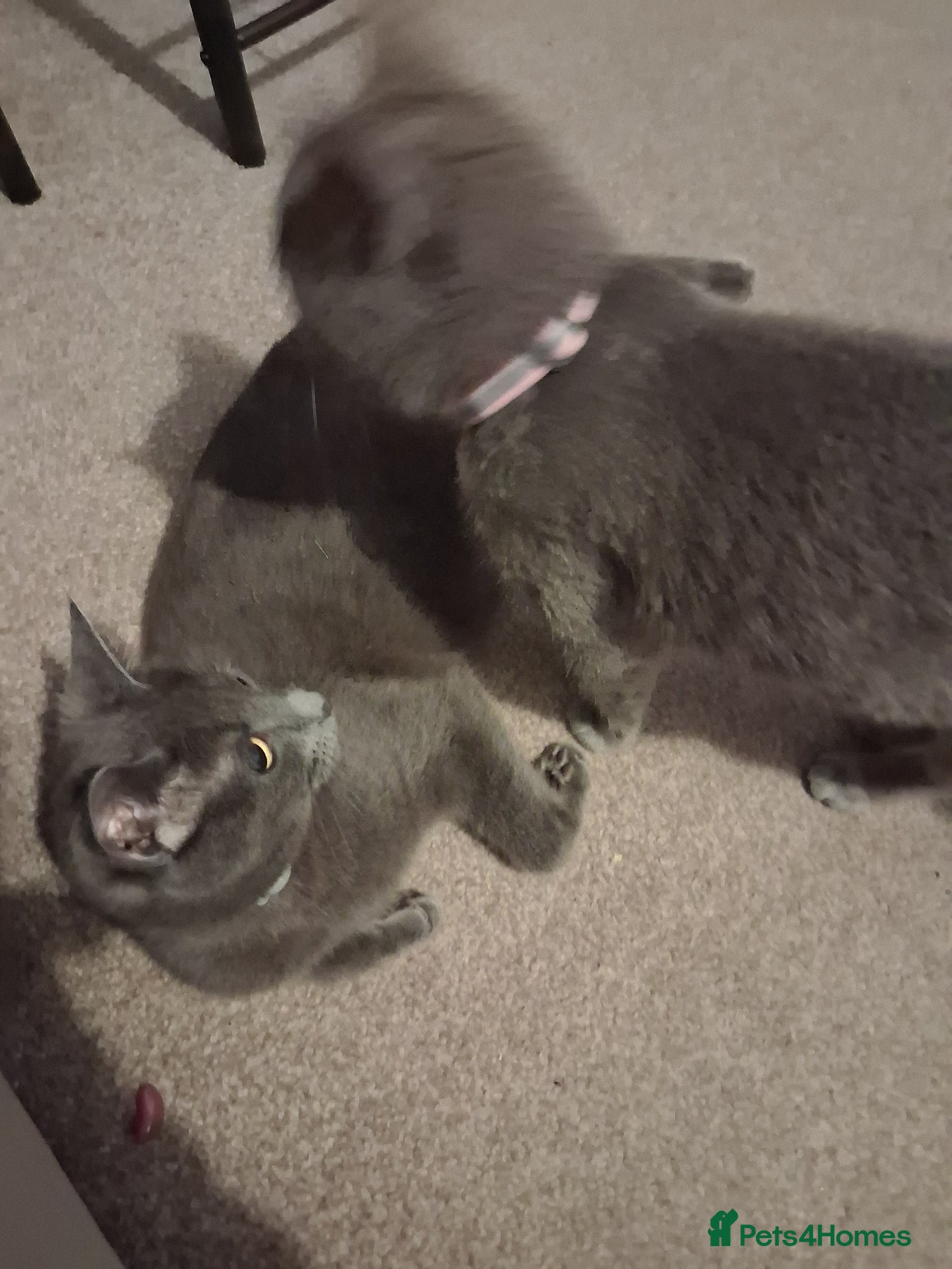 Mixed Breed cats Female  - Advert 1