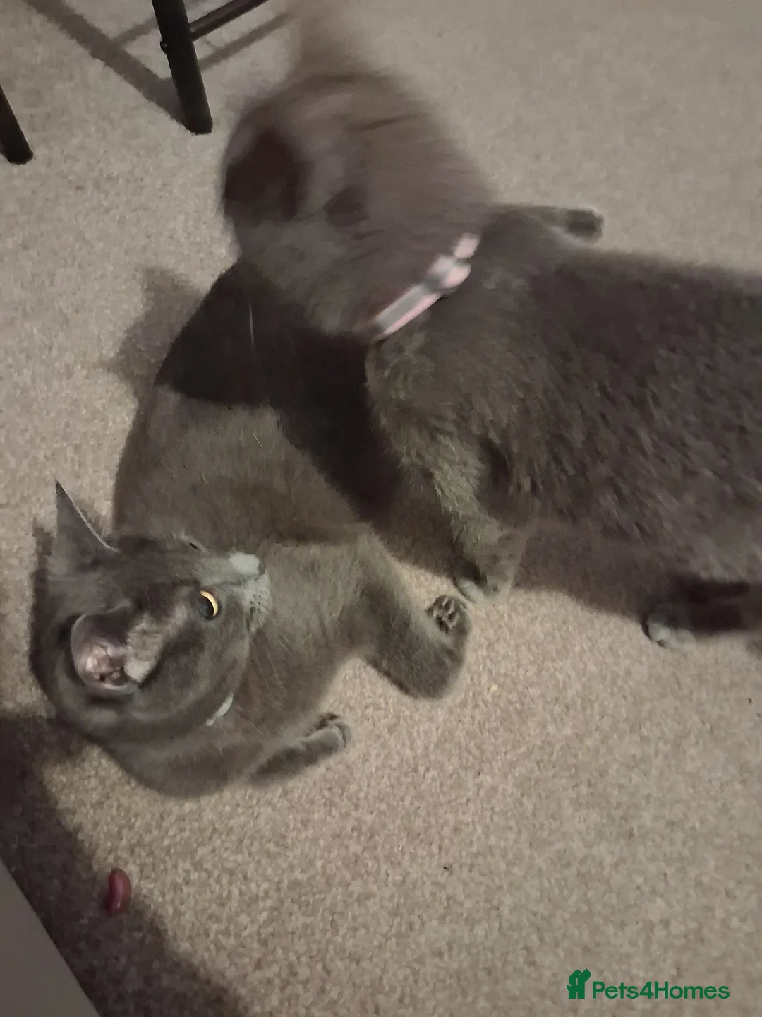 Mixed Breed cats for sale: Female  - Advert 1