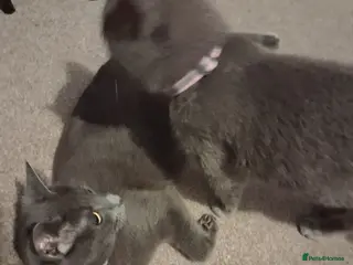 Mixed Breed cats Female - Advert 1