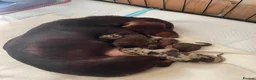 Dachshund dogs for sale: Beautiful litter of dachshund puppies  in Chichester - Advert 5