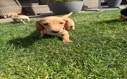 Miniature Dachshund dogs for sale: Cream & Tan Miniature Dachshund Puppies For Sale - Image 6