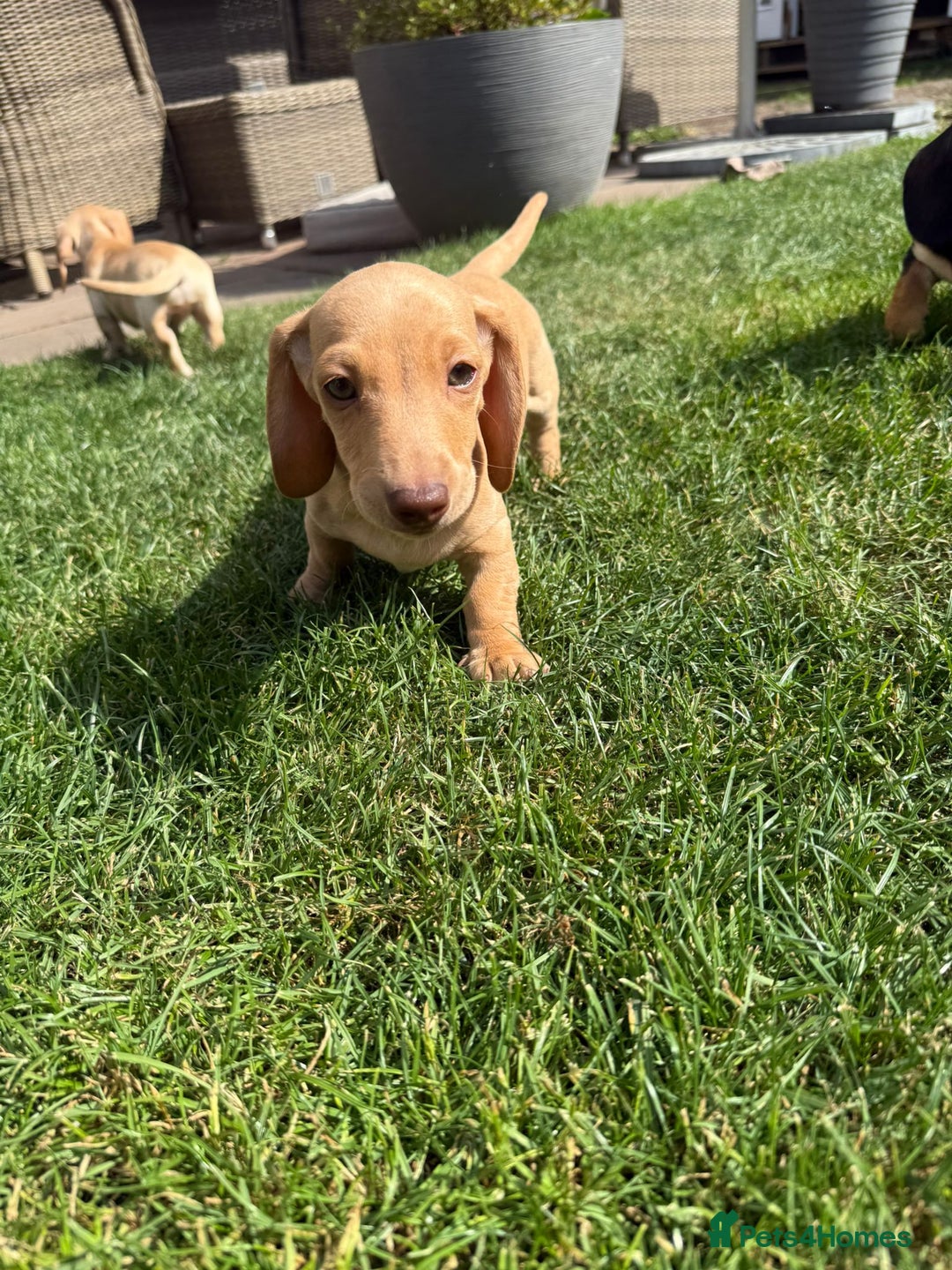 Miniature Dachshund dogs for sale: Cream & Tan Miniature Dachshund Puppies For Sale - Image 6