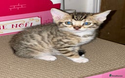 Mixed Breed cats for sale: Stunning Bengal Kittens - Advert 2