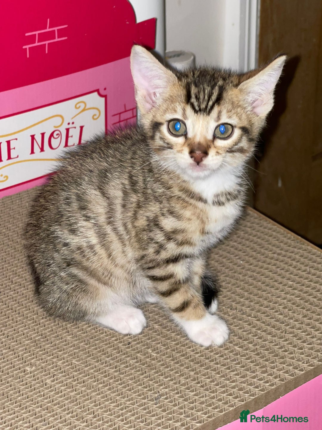 Mixed Breed cats for sale: Stunning Bengal Kittens - Advert 2