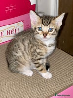 Mixed Breed cats Stunning Bengal Kittens - Advert 12